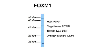 FOXM1 Rabbit Polyclonal Antibody