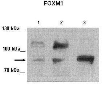 FOXM1 Rabbit Polyclonal Antibody