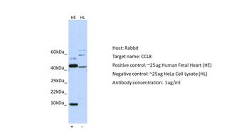 CCL8 Rabbit Polyclonal Antibody