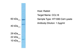 CCL18 Rabbit Polyclonal Antibody