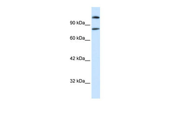 SREBF2 Rabbit Polyclonal Antibody