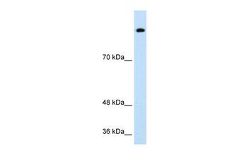 SREBF1 Rabbit Polyclonal Antibody
