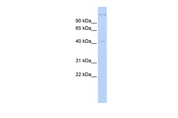 AIFM2 Rabbit Polyclonal Antibody