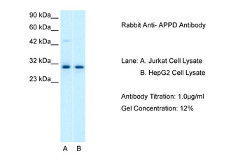 APPD Rabbit Polyclonal Antibody