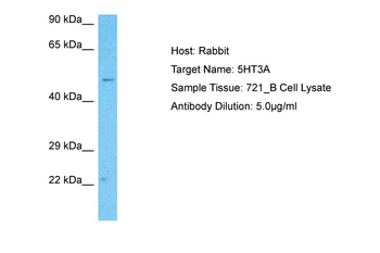 HTR3A Rabbit Polyclonal Antibody