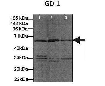 GDI1 Rabbit Polyclonal Antibody