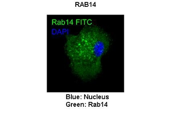 RAB14 Rabbit Polyclonal Antibody