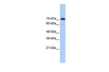 SREBF2 Rabbit Polyclonal Antibody