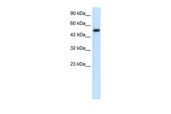 SMAD6 Rabbit Polyclonal Antibody