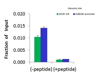 CTCF Rabbit Polyclonal Antibody