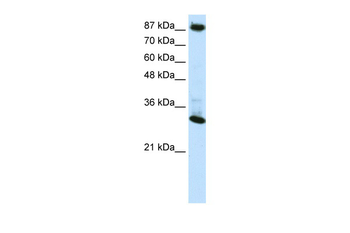 CTCF Rabbit Polyclonal Antibody