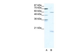 SOX9 Rabbit Polyclonal Antibody