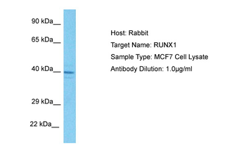 RUNX1 Rabbit Polyclonal Antibody