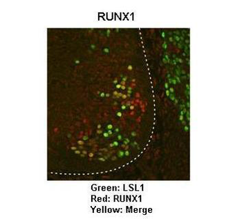 RUNX1 Rabbit Polyclonal Antibody