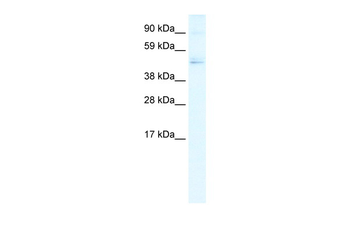 TFDP1 Rabbit Polyclonal Antibody