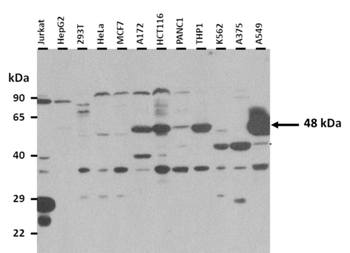 IRF8 Rabbit Polyclonal Antibody