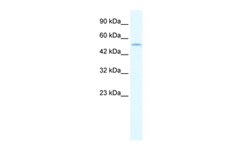 IRF8 Rabbit Polyclonal Antibody