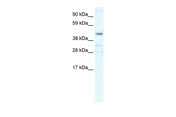 YY1 Rabbit Polyclonal Antibody