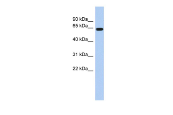 RUNX1 Rabbit Polyclonal Antibody
