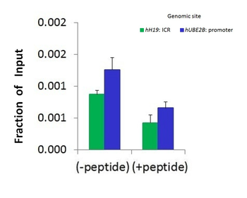 JUN Rabbit Polyclonal Antibody
