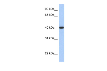 JUN Rabbit Polyclonal Antibody