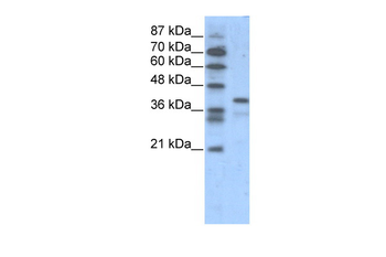POU5F1 Rabbit Polyclonal Antibody