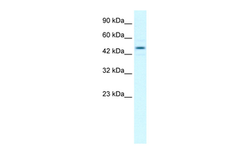 ELOC Rabbit Polyclonal Antibody