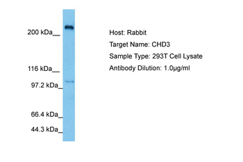 CHD3 Rabbit Polyclonal Antibody
