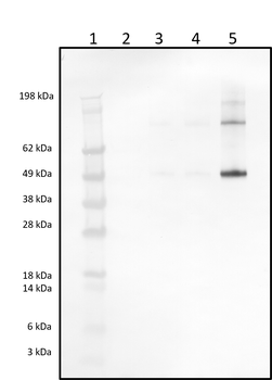 Rabbit polyclonal antibodies to CD4