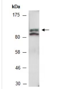 FLS2 (C) Antibody, Rabbit Polyclonal