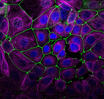 Multi-rAb CoraLite Plus 647-Goat Anti-Mouse Recombinant Secondary Antibody (H+L)
