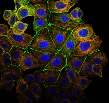 Multi-rAb CoraLite Plus 555-Goat Anti-Mouse Recombinant Secondary Antibody (H+L)