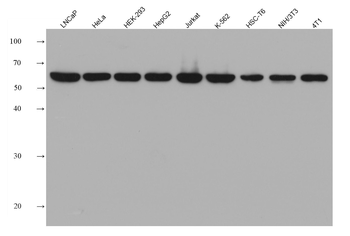 Multi-rAb HRP-Goat Anti-Mouse Recombinant Secondary Antibody (H+L)