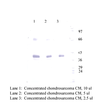 Anti-CHI3L1 Rabbit Polyclonal Antibody