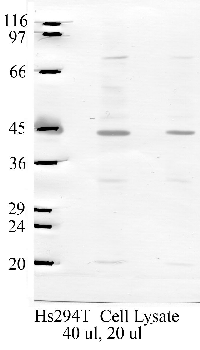 Anti-SerpinB13 Rabbit Polyclonal Antibody