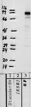 Anti-SPINT1 Rabbit Polyclonal Antibody