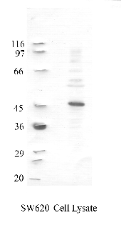 Anti-TMPRSS2 Rabbit Polyclonal Antibody