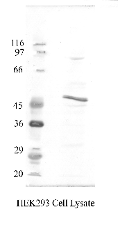 Anti-TMPRSS2 Rabbit Polyclonal Antibody