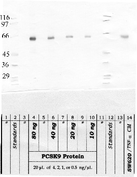 Anti-PCKS9 Rabbit Polyclonal Antibody