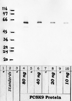 Anti-PCKS9 Rabbit Polyclonal Antibody