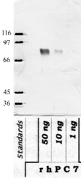 Anti-PCKS7 Rabbit Polyclonal Antibody