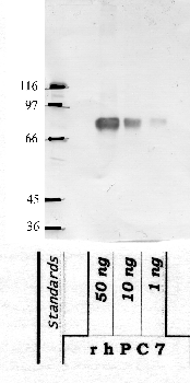 Anti-PCKS7 Rabbit Polyclonal Antibody