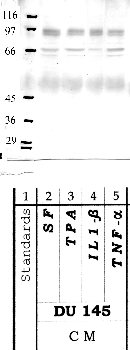 Anti-PCKS4 Rabbit Polyclonal Antibody