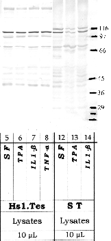 Anti-PCSK1 Rabbit Polyclonal Antibody