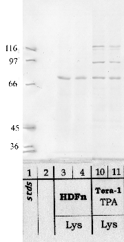 Anti-TMPRSS7 Rabbit Polyclonal Antibody
