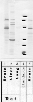 Anti-TMPRSS7 Rabbit Polyclonal Antibody