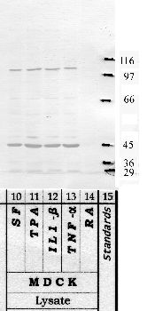 Anti-TMPRSS7 Rabbit Polyclonal Antibody