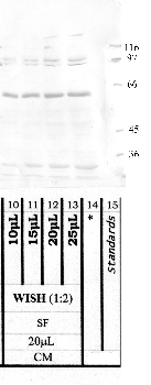 Anti-MASP1 Rabbit Polyclonal Antibody