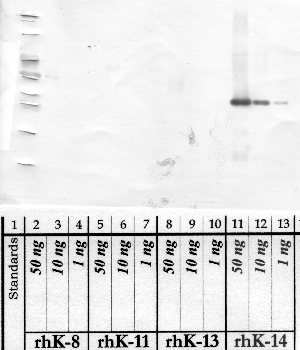 Anti-KLK14 Rabbit Polyclonal Antibody