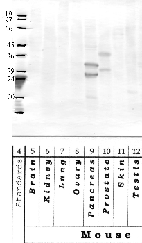 Anti-KLK14 Rabbit Polyclonal Antibody